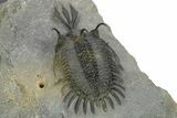 Short Trident Walliserops Trilobite - Timrzit, Morocco #273888-2